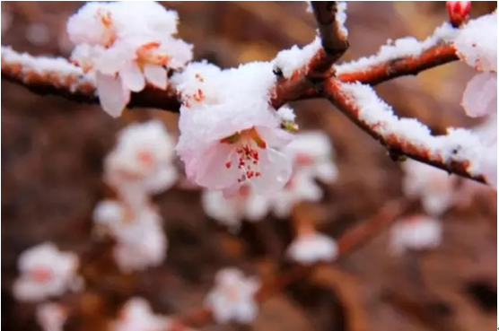 早春时节，从北京向西，赏花、看雪、听春风