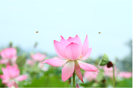 免费！广西五彩田园荷花节7月5日嗨翻全场