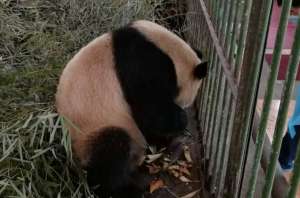 大熊猫“蜀兰”9个月暴瘦60斤？ 兰州动物园再遭网友质疑