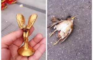 劳斯莱斯和鸟相撞 死去的小鸟-有想过我的感受吗？