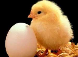 先有鸡还是先有蛋？科学家哲学家终于给出解释 看完您觉得满意吗？