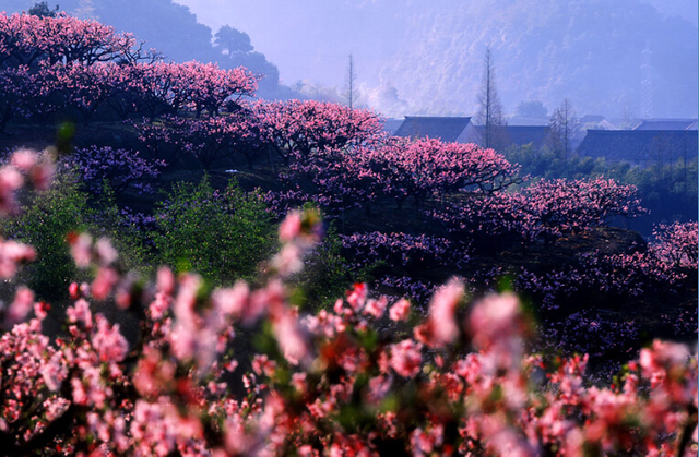 这些地方花开如海却少有人知 不如快来做回“花痴”