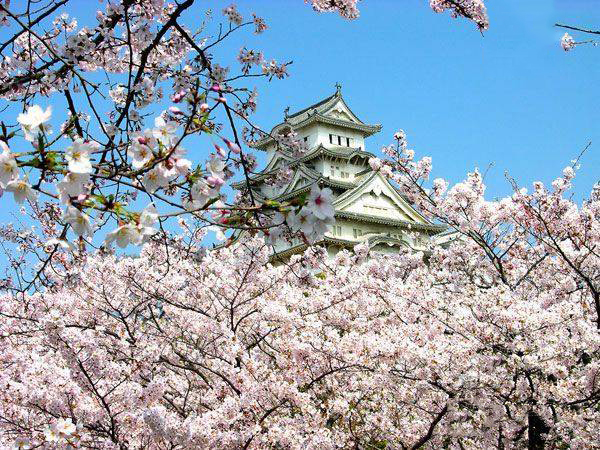 一大波旅行团正在靠近 拿好秘籍避开人潮去日本赏樱花