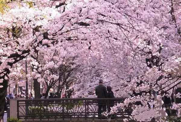 一大波旅行团正在靠近 拿好秘籍避开人潮去日本赏樱花