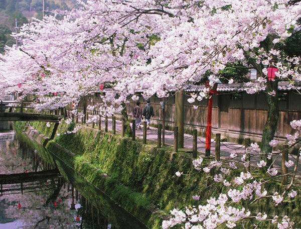 一大波旅行团正在靠近 拿好秘籍避开人潮去日本赏樱花