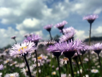 生物谷灯盏花滴丸价格